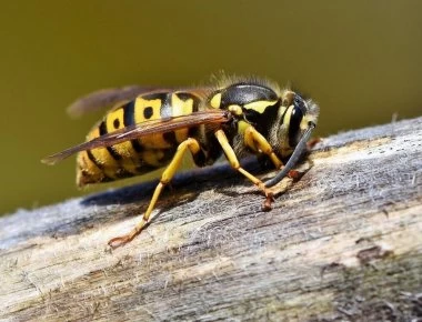 Κεφαλλονιά: Τουρίστρια πέθανε από τσίμπημα σφήκας